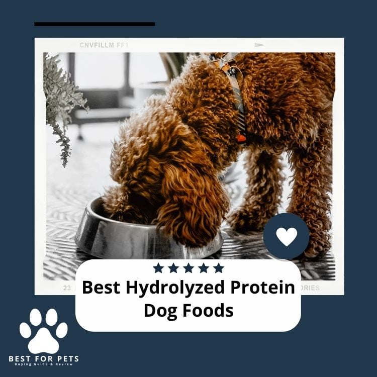 Best Hydrolyzed Protein Dog Foods