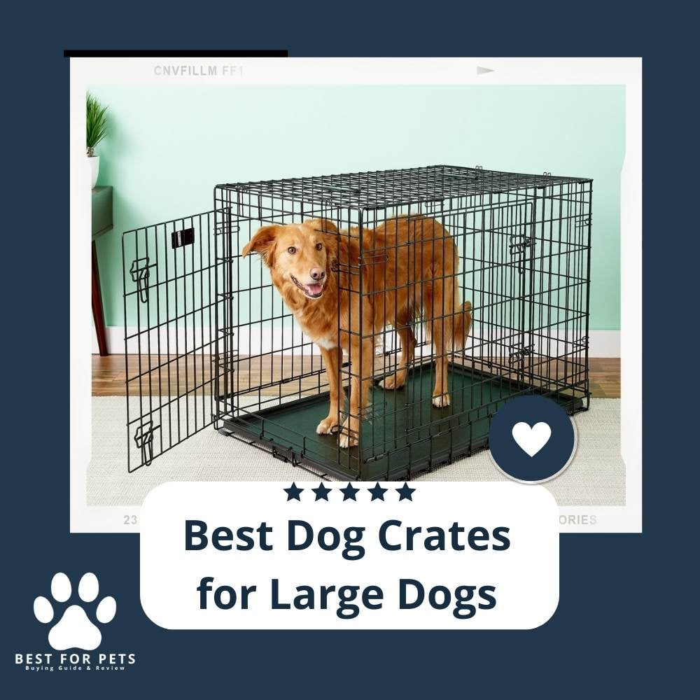 bzTjBruL7-best-dog-crates-for-large-dogs