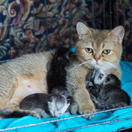 Cat mom with newborn kitten