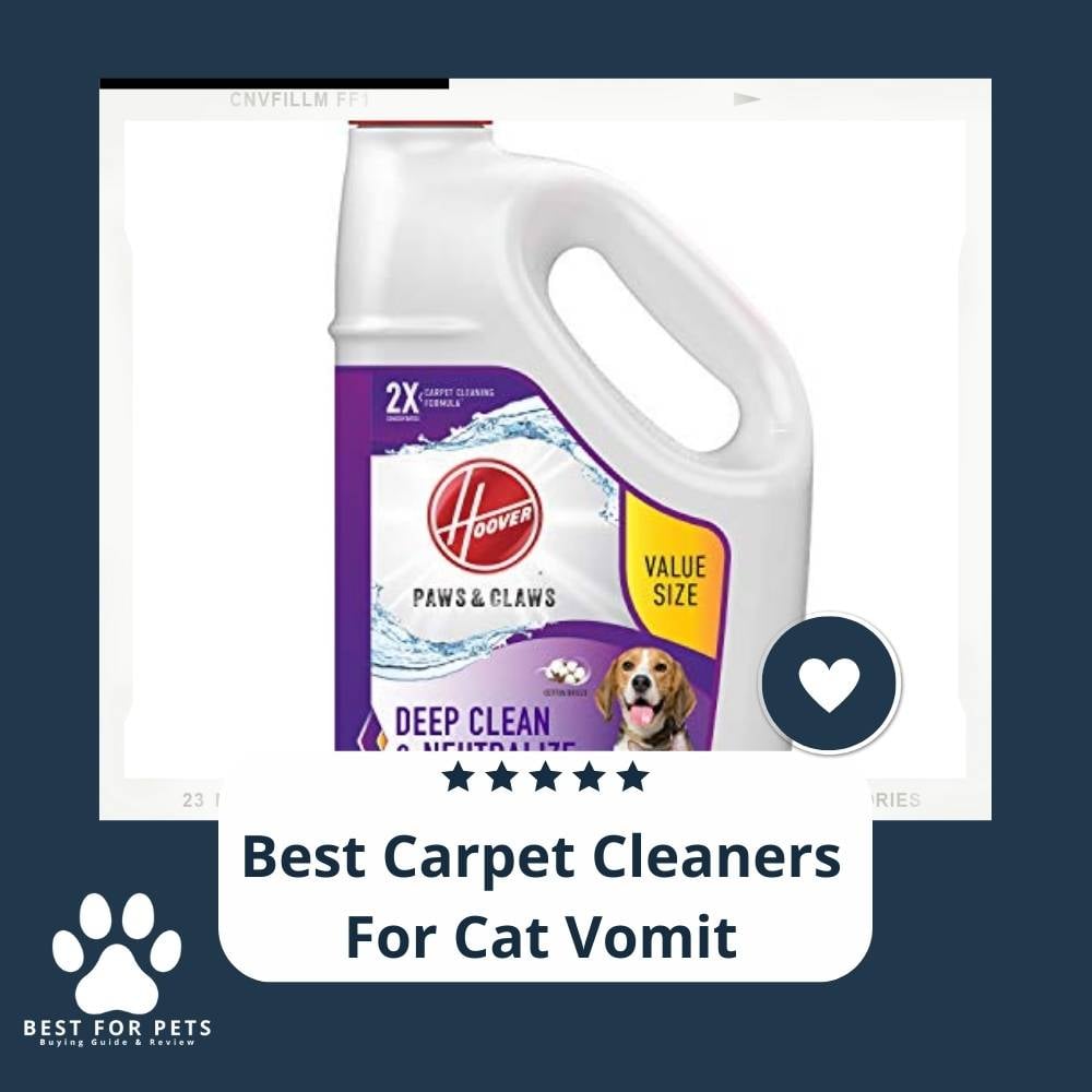 Apa9Dve7F-best-carpet-cleaners-for-cat-vomit