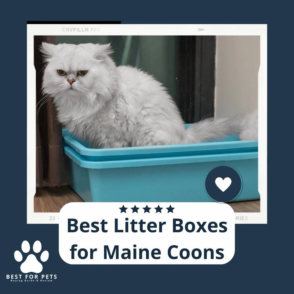 SY88EMKdC-best-litter-boxes-for-maine-coons