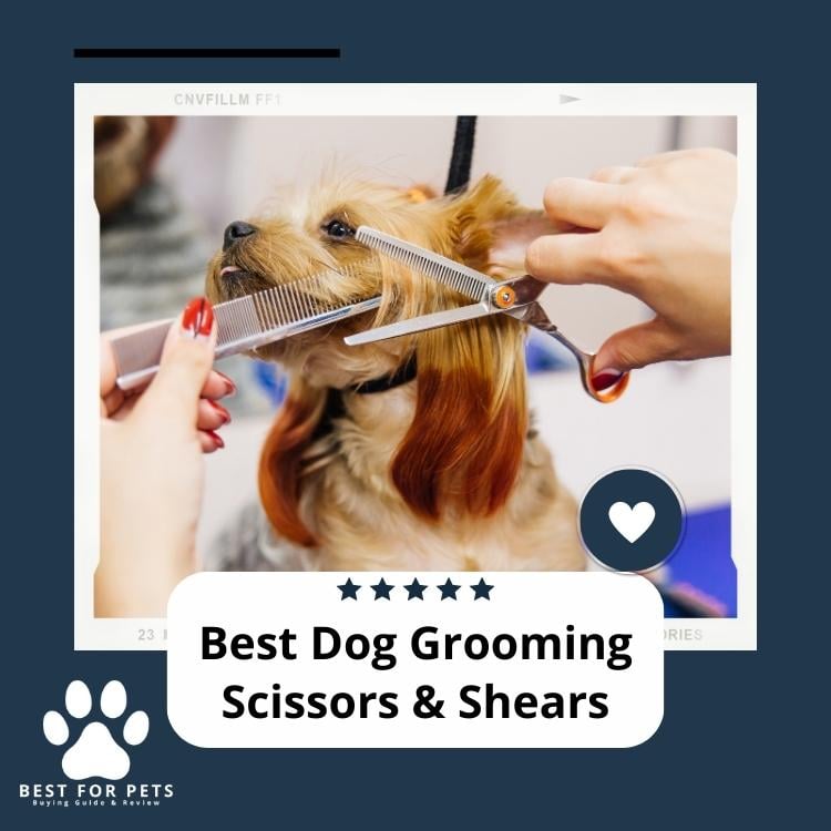 Best Dog Grooming Scissors & Shears