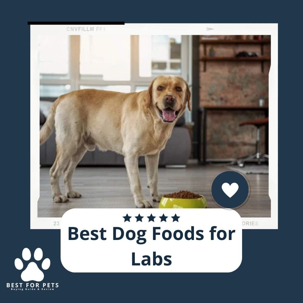 95oNCbqMm-best-dog-foods-for-labs
