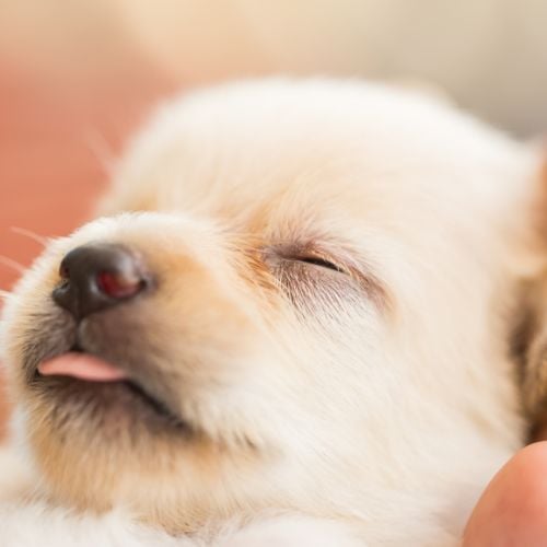sleepy cute puppy on hand