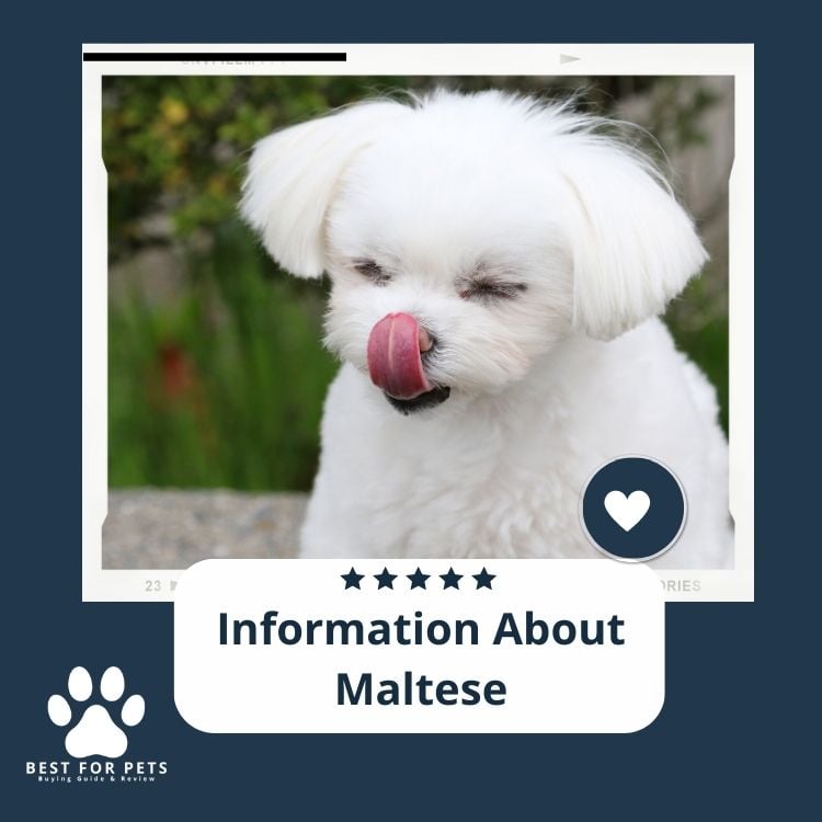 Information About Maltese