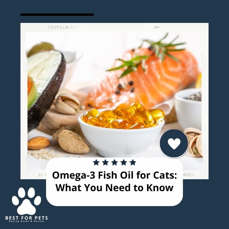 Omega-3 Fish Oil for Cats What You Need to Know