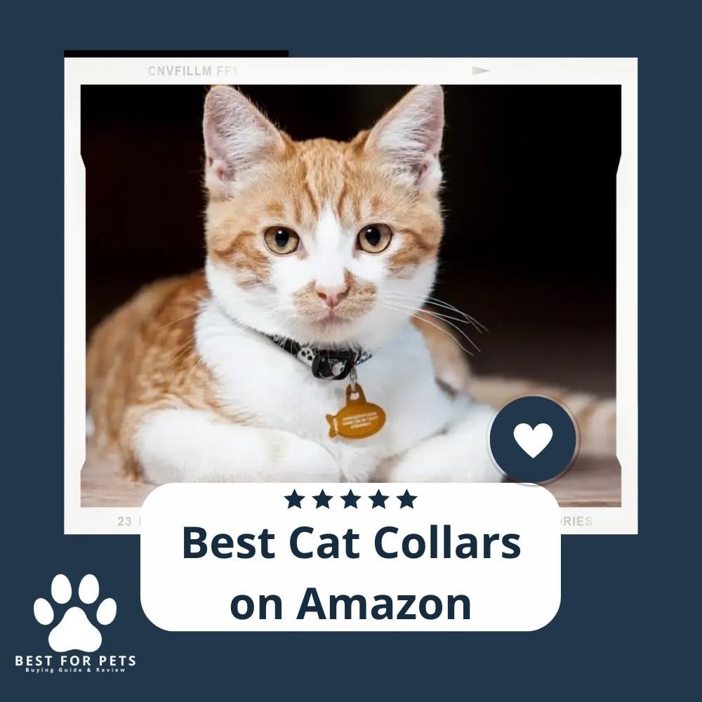 PwIb7EDgm-best-cat-collars-on-amazon