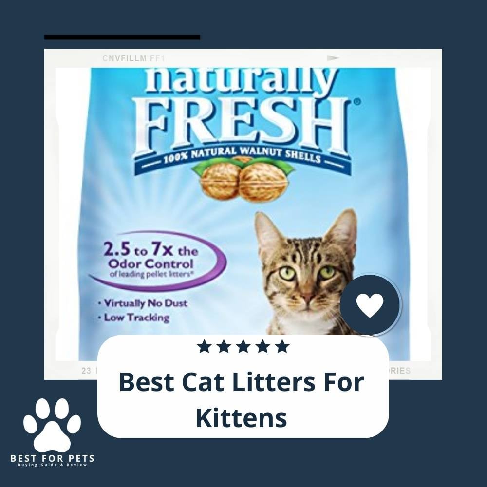 rRCX_QyTc-best-cat-litters-for-kittens