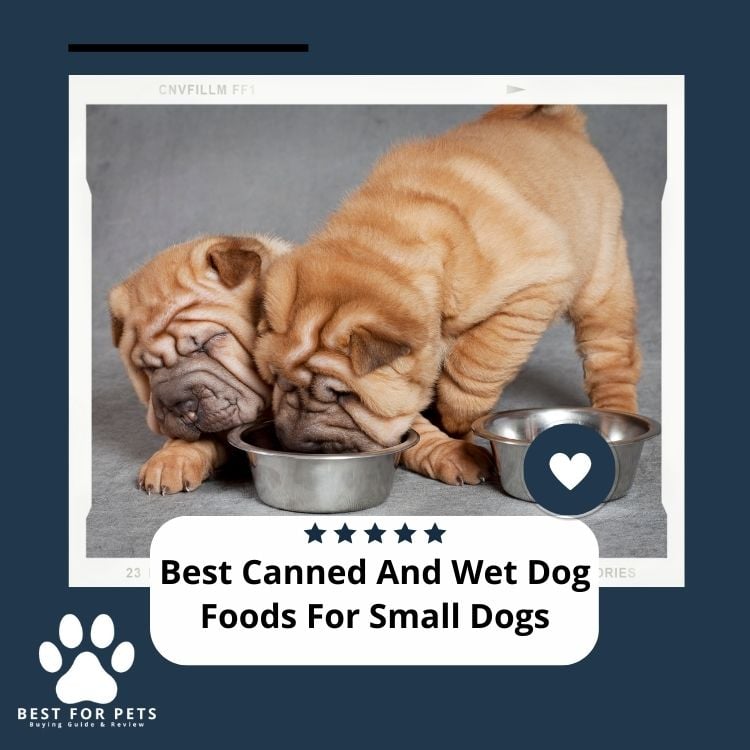 Best Canned And Wet Dog Foods For Small Dogs