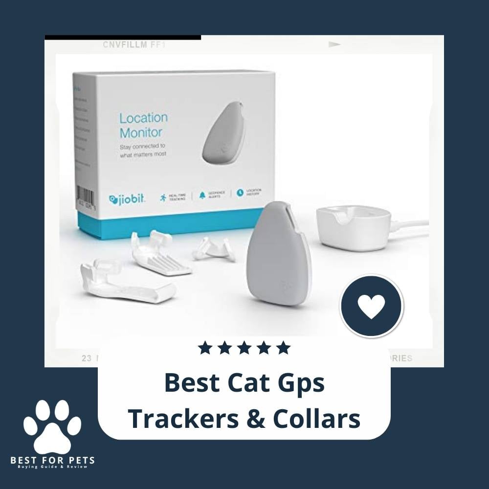 o4xSlhY2p-best-cat-gps-trackers-and-collars