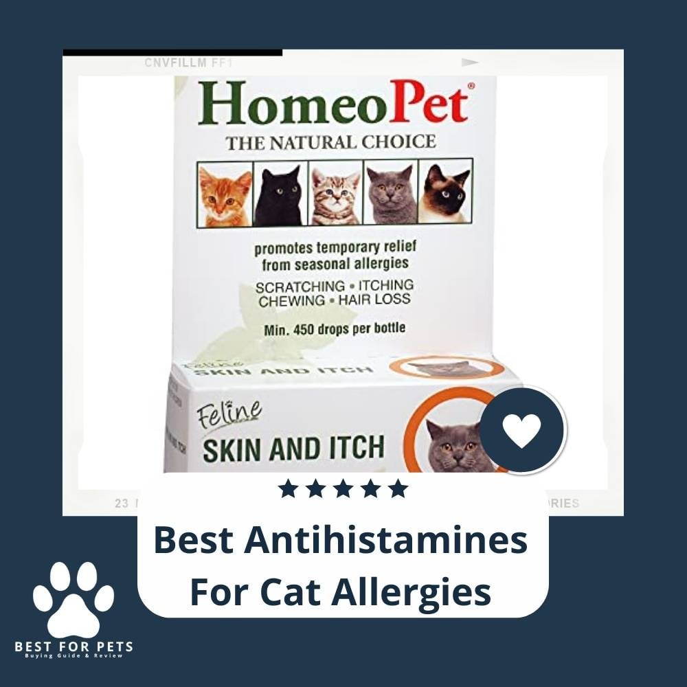 obO0kqKz7-best-antihistamines-for-cat-allergies