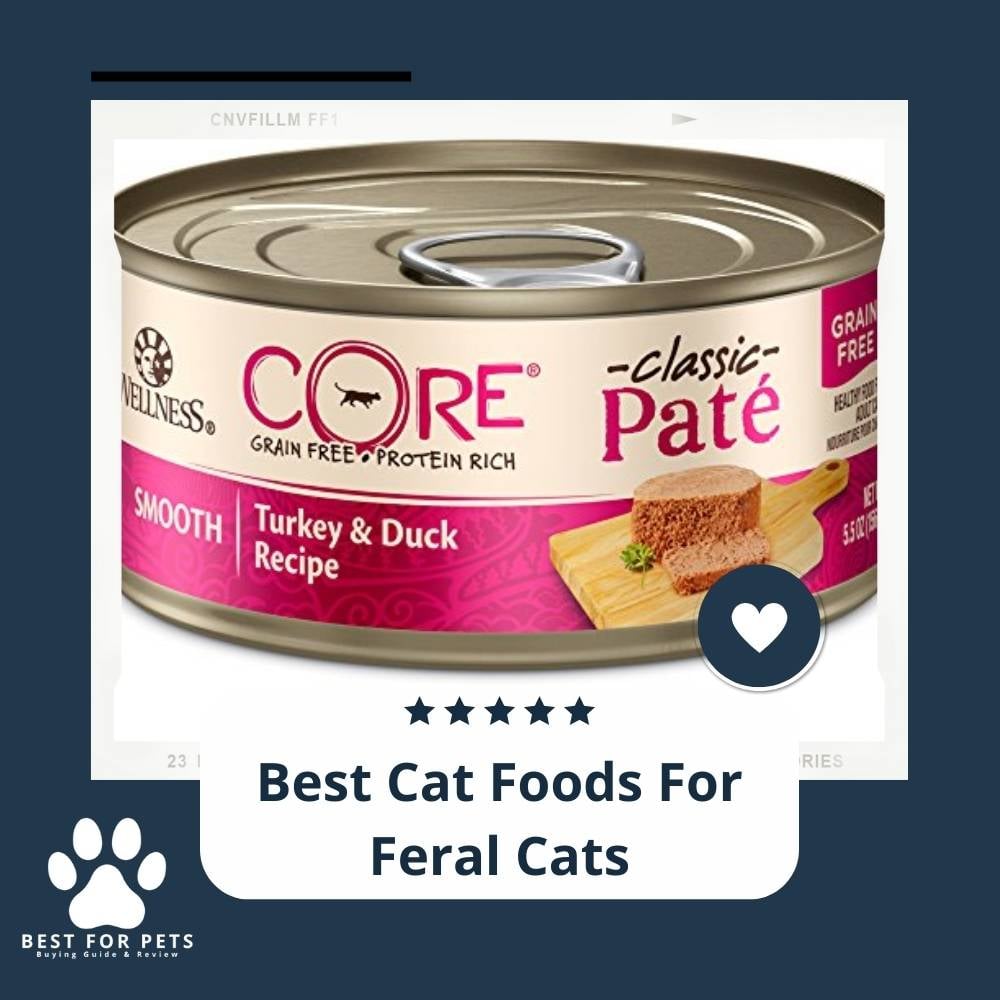 5idtXLCa6-best-cat-foods-for-feral-cats