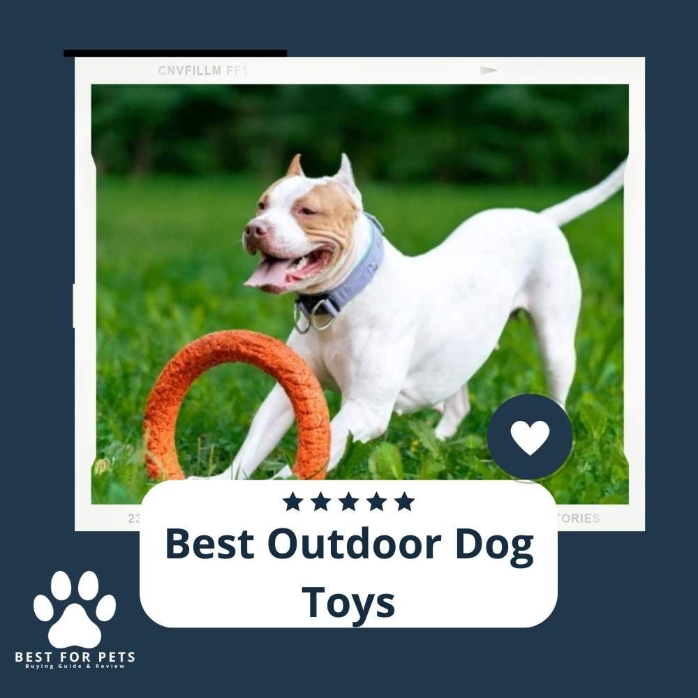 mOJS3lyLM-best-outdoor-dog-toys