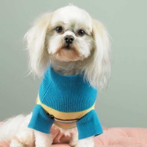 3 Should You Dress Your Specific Dog in a Sweater