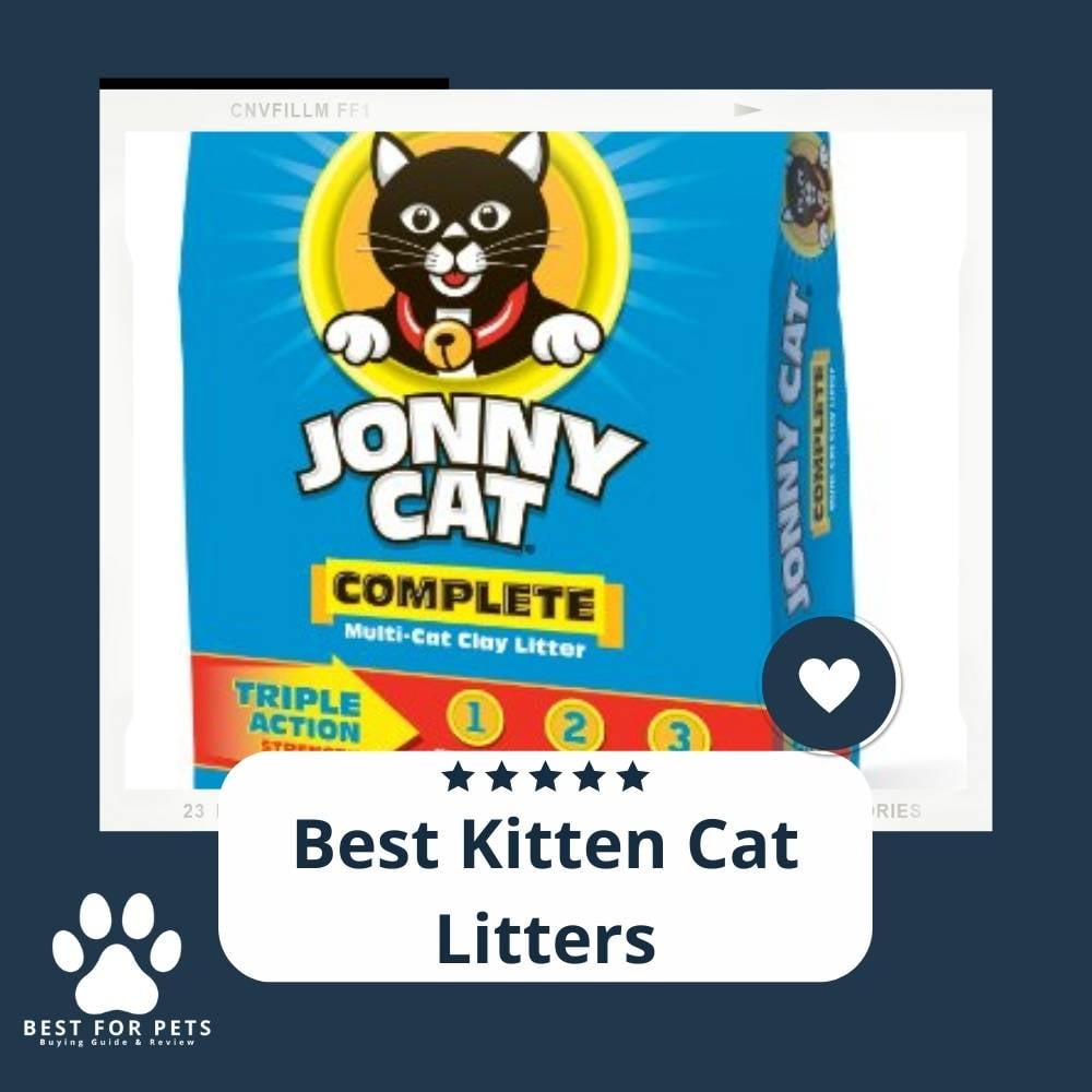 n9Y1VWInc-best-kitten-cat-litters