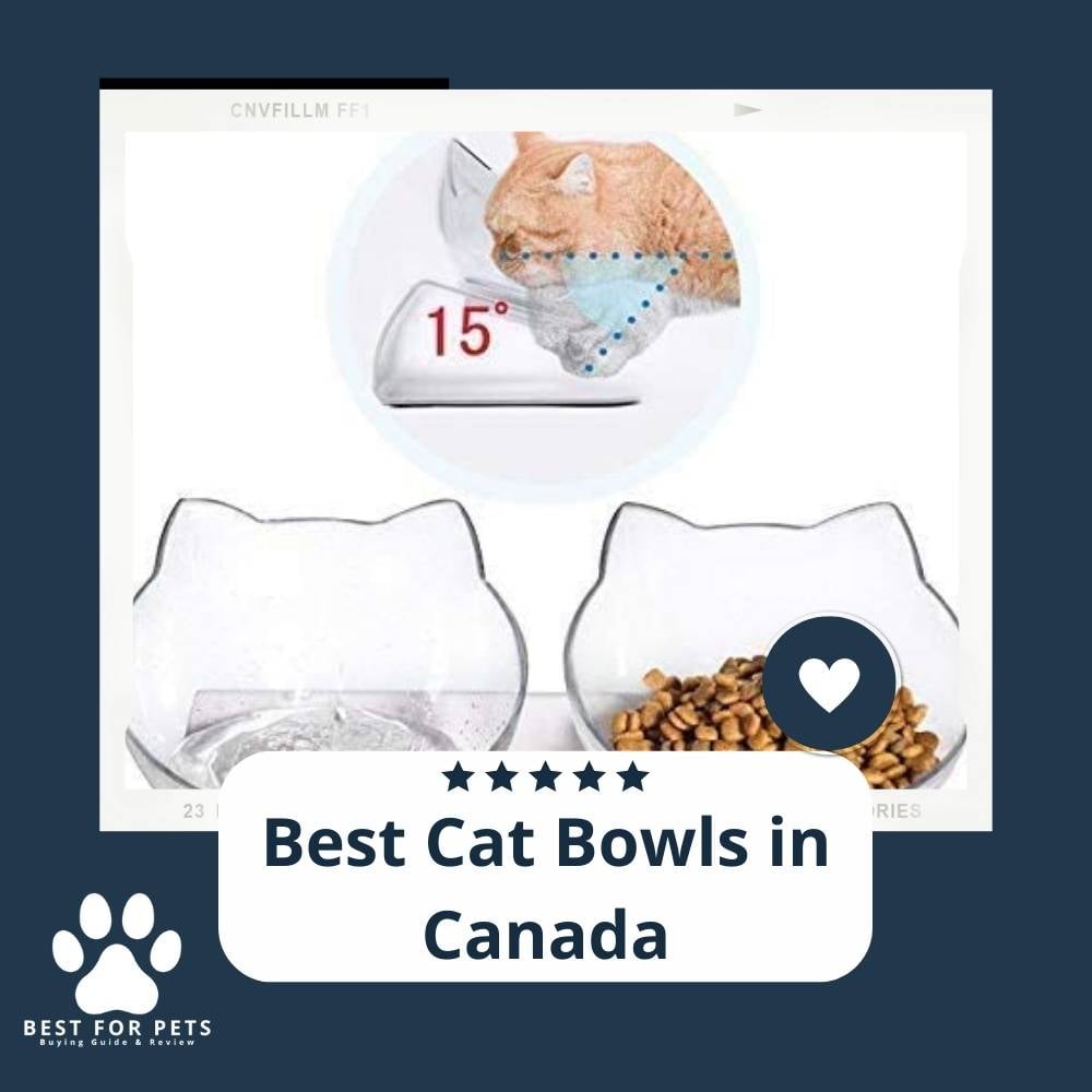 Qkb-HKbVr-best-cat-bowls-in-canada