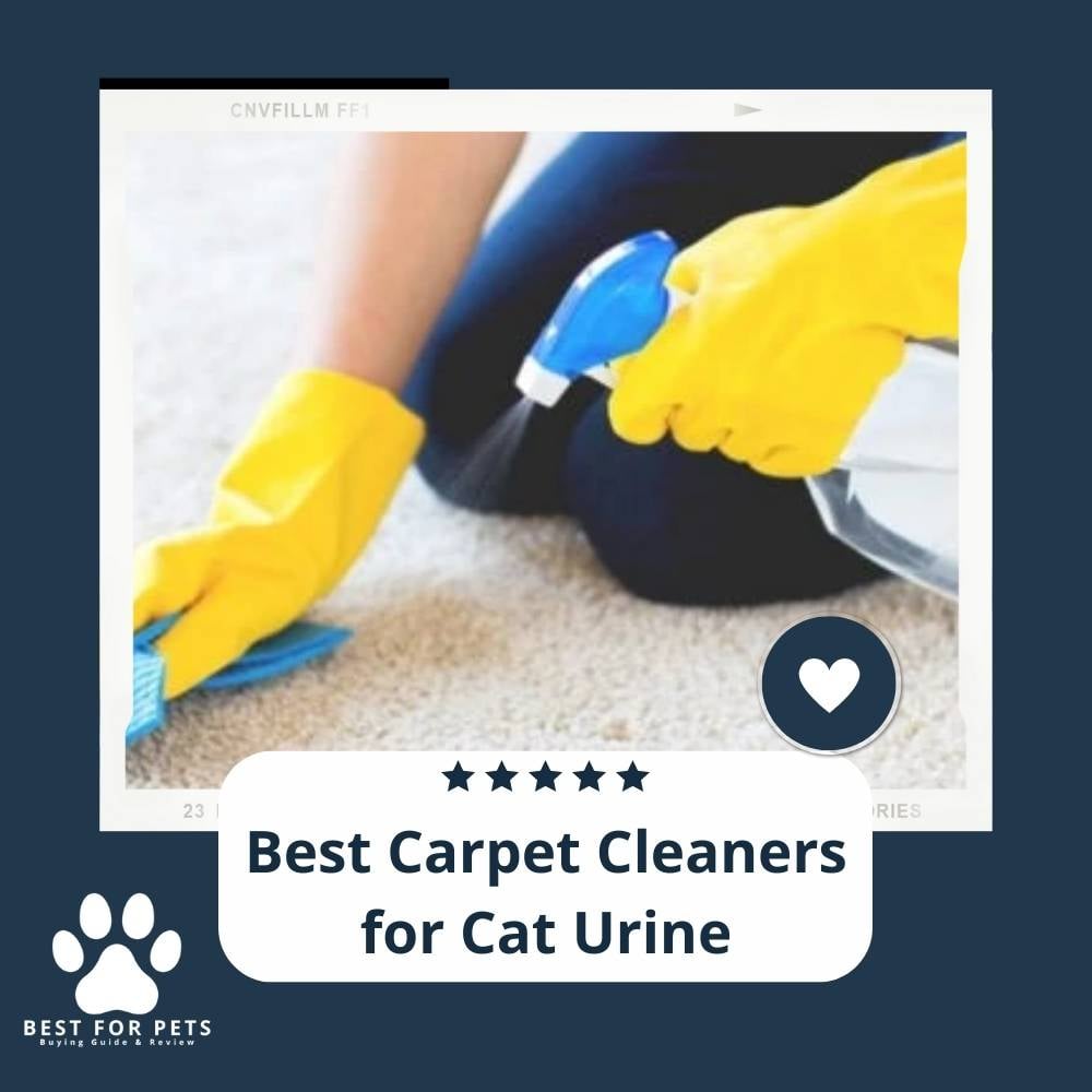 y_ckgAncT-best-carpet-cleaners-for-cat-urine-available