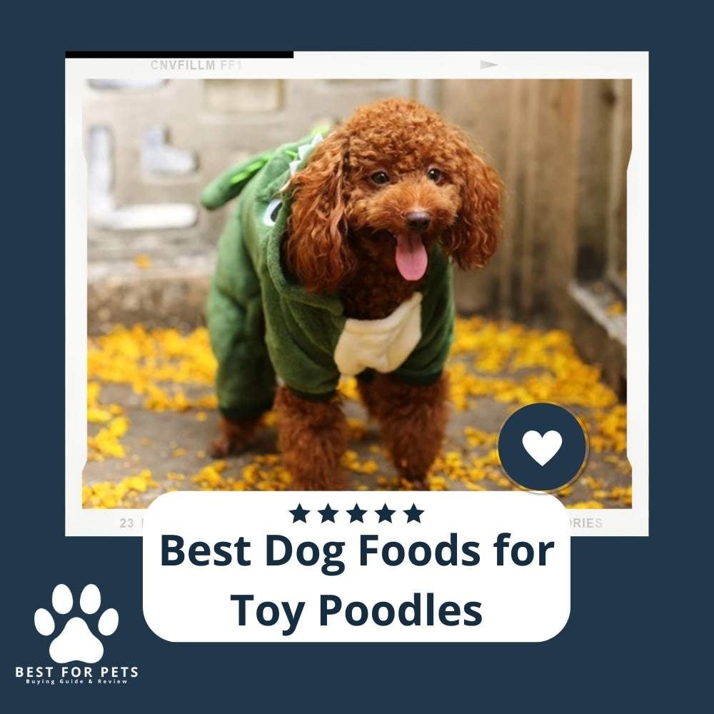 jKaTRhMBW-best-dog-foods-for-toy-poodles