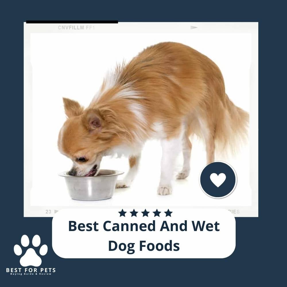 BT3ESH81K-best-canned-and-wet-dog-foods