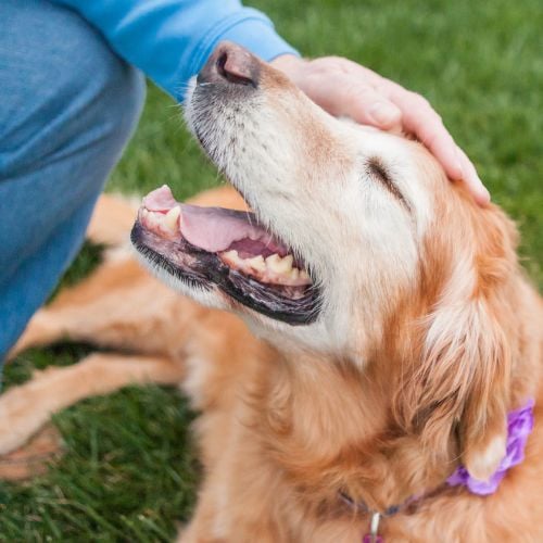 Buying Guide for Best Dry Dog Foods For Senior