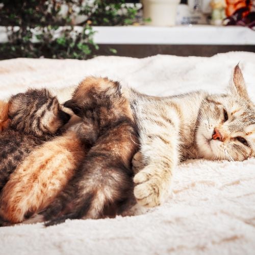 Mother cat nursing her babies kittens, close up