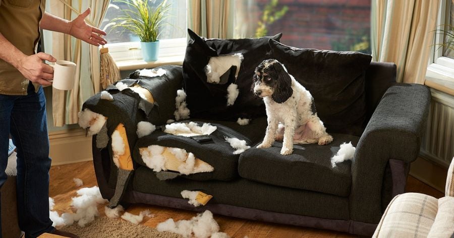 Picture of The 10 Best Anti-Chew Sprays for Dogs [Update 2026 ] - BestForPets.org