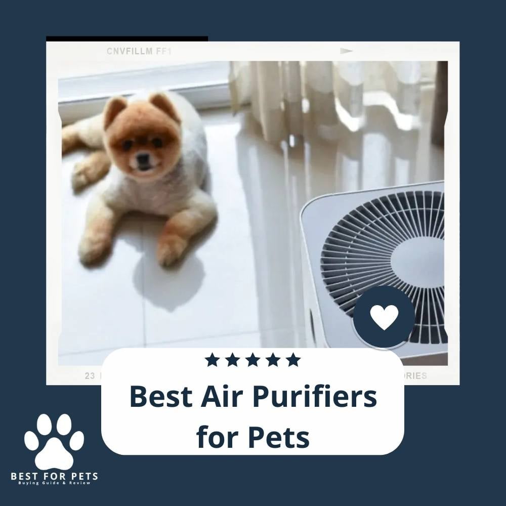 BgCjyHa1e-best-air-purifiers-for-pets