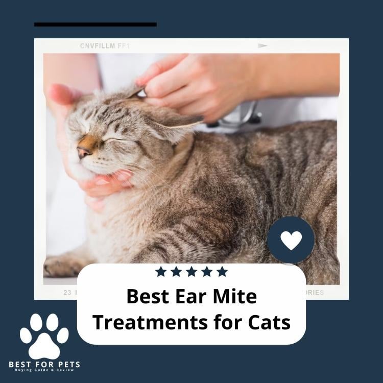 Best Ear Mite Treatments For Cats