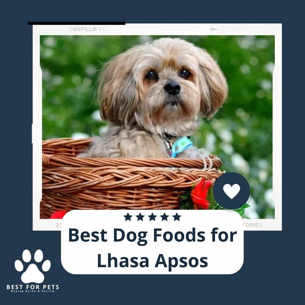 8QnxMIA8Z-best-dog-foods-for-lhasa-apsos