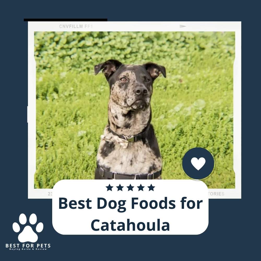 6CN-KPT2W-best-dog-foods-for-catahoula