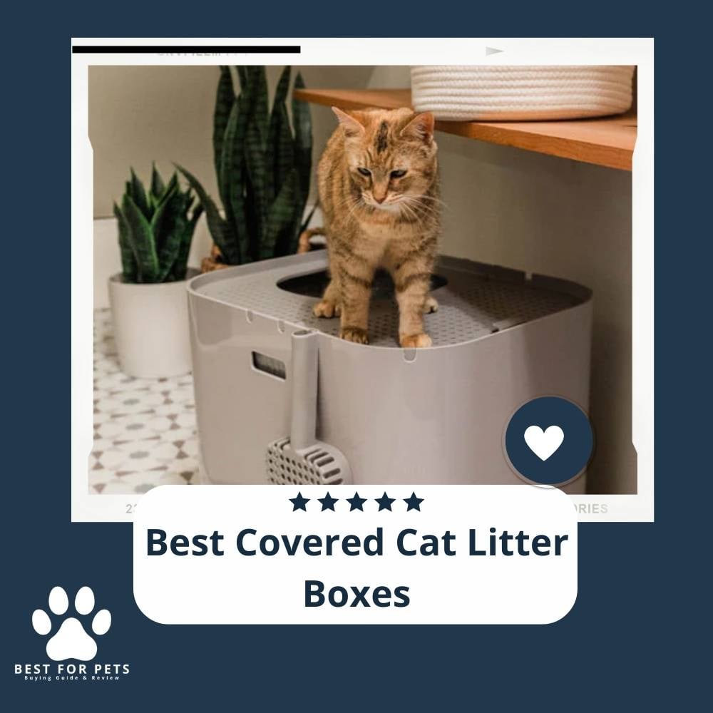 The 15 Best Covered Cat Litter Boxes - BestForPets.org