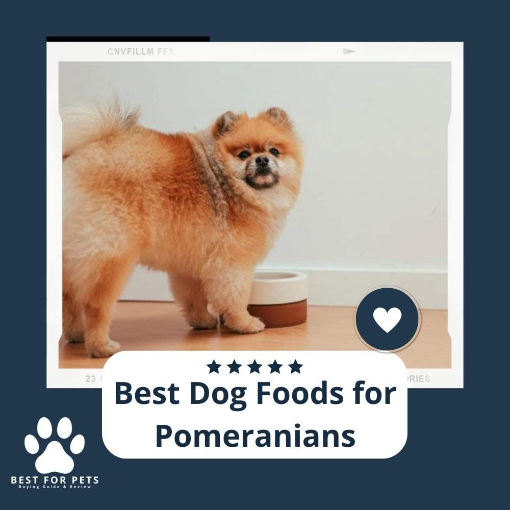 pzKwOSsFK-best-dog-foods-for-pomeranians
