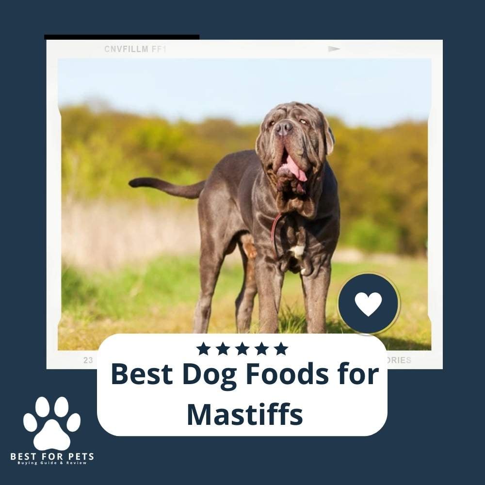 nZswhjSUo-best-dog-foods-for-mastiffs
