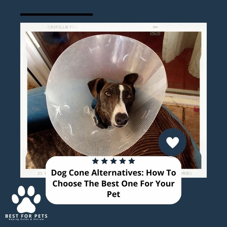 Dog Cone Alternatives How To Choose The Best One For Your Pet
