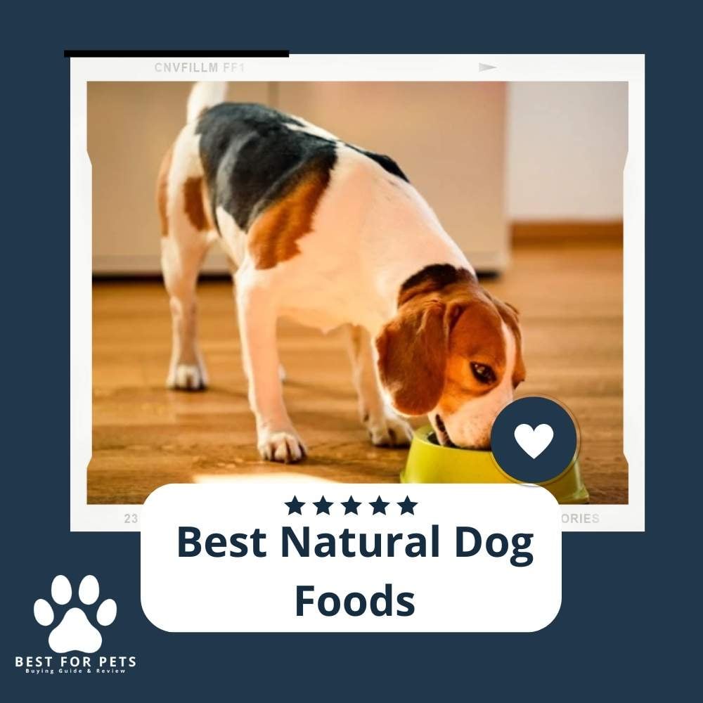 yHxnOV58o-best-natural-dog-foods