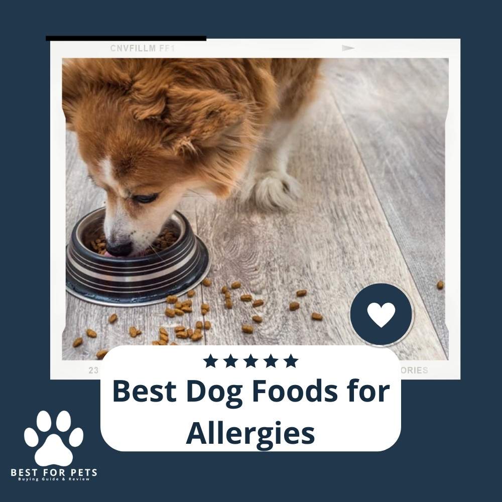 jiyIxGUEm-best-dog-foods-for-allergies