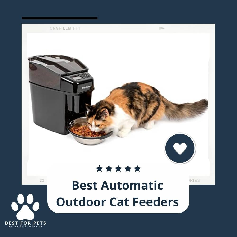 2b5l-xMoB-best-automatic-outdoor-cat-feeders