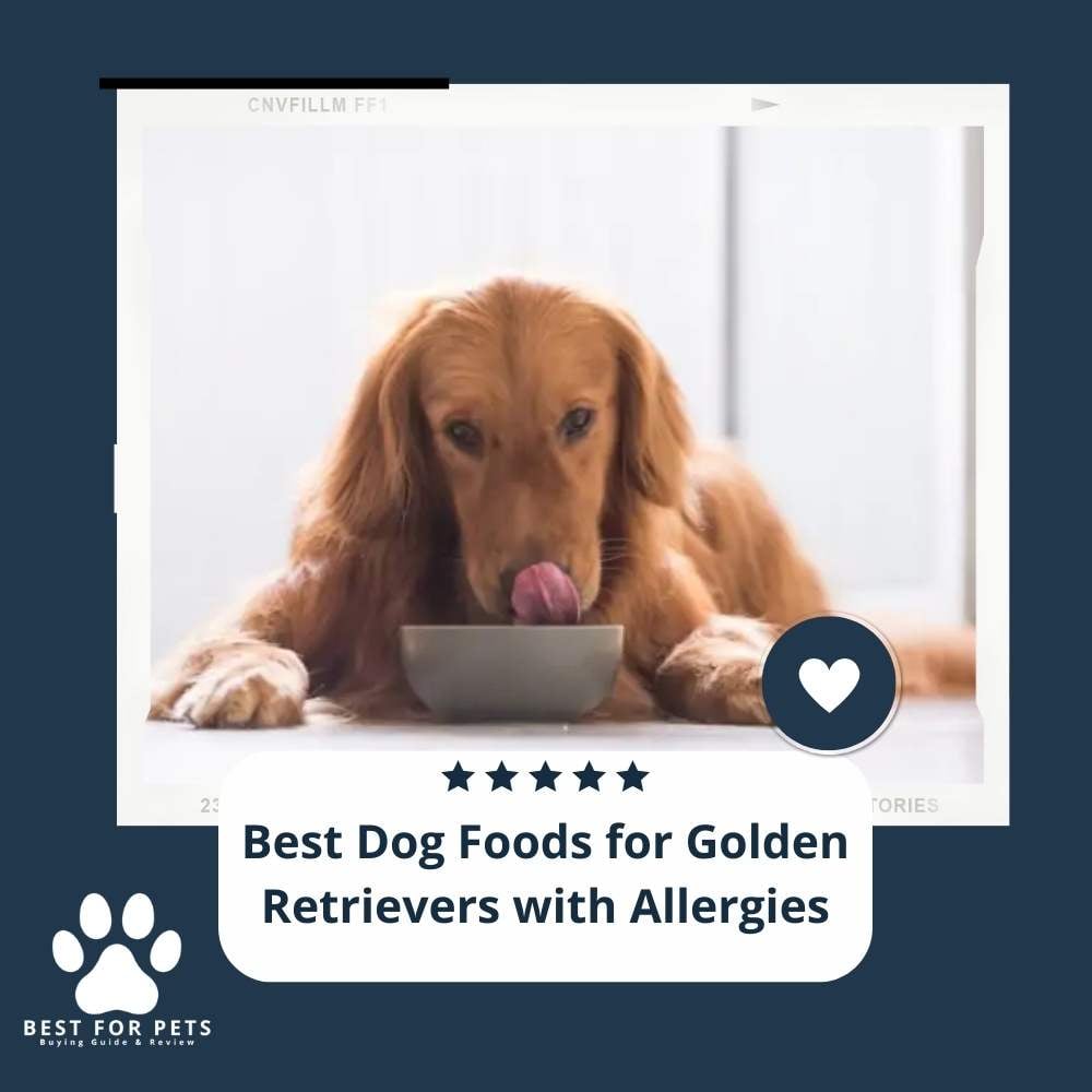 rP5ouY-b-best-dog-foods-for-golden-retrievers-with-allergies