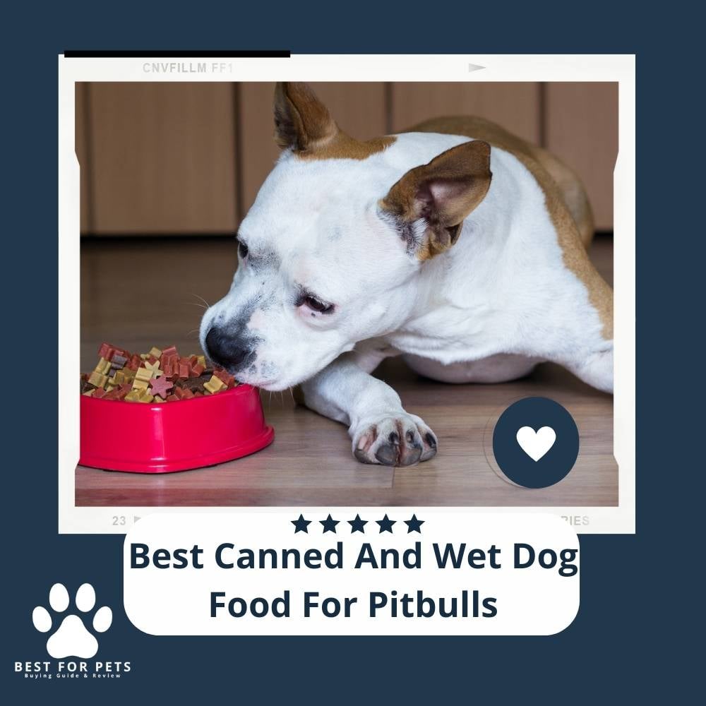 gqWGwkZiy-best-canned-and-wet-dog-food-for-pitbulls
