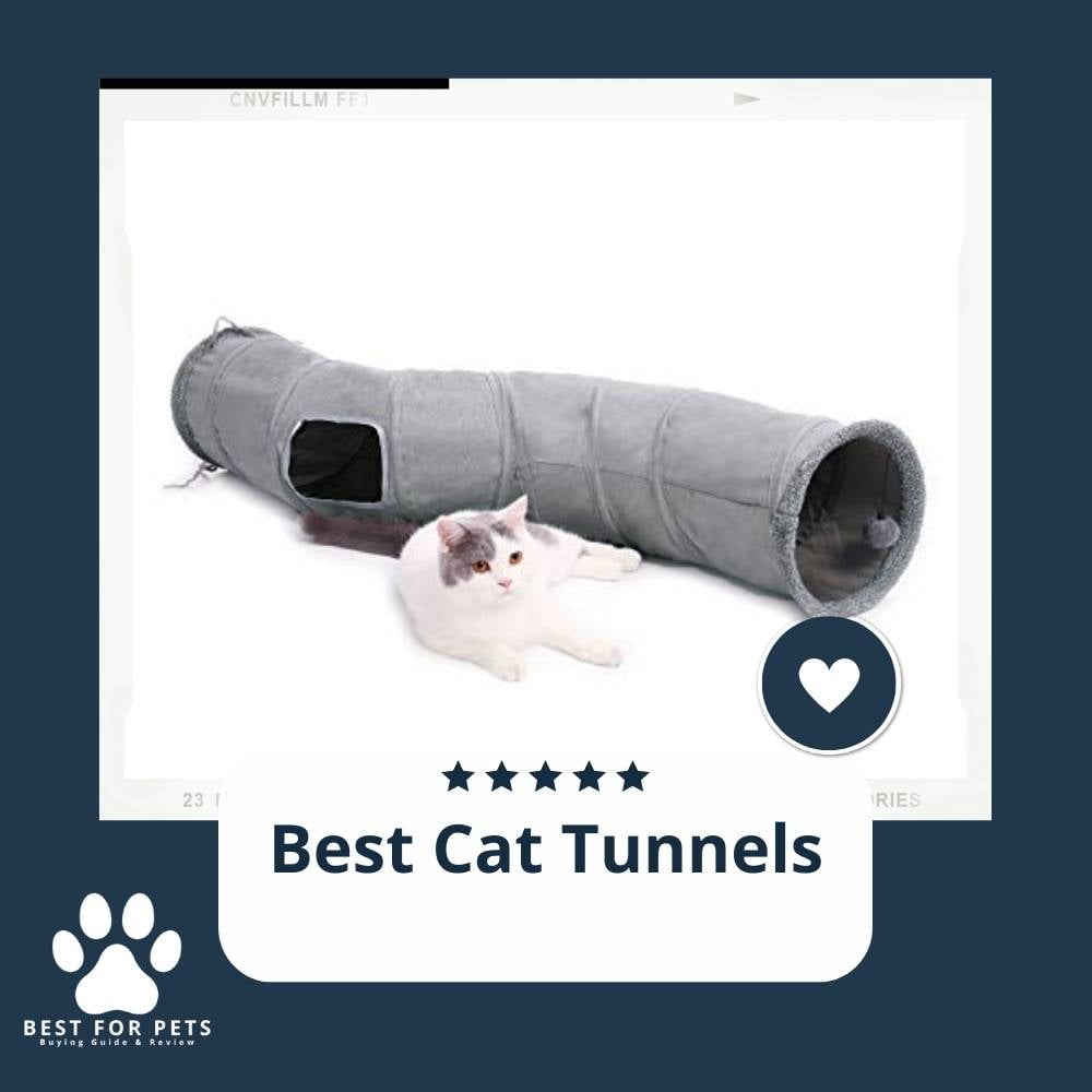 b7rWDVaM7-best-cat-tunnels