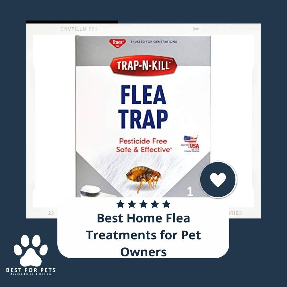 Au2Z6gsdE-best-home-flea-treatments-for-pet-owners