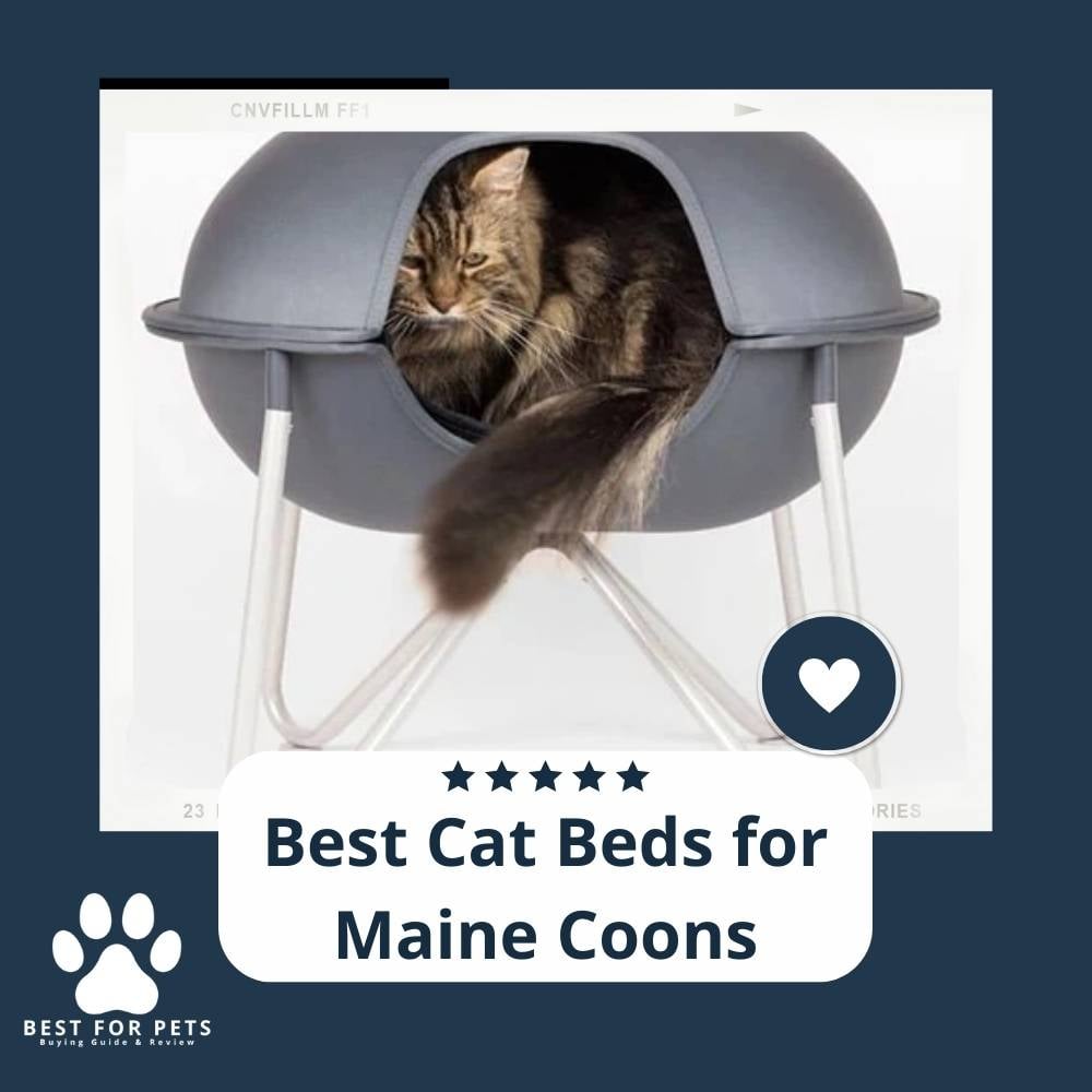 MI_XbRthL-best-cat-beds-for-maine-coons