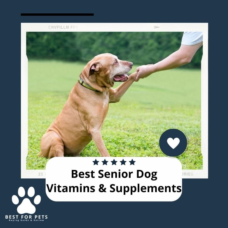 Best-Senior-Dog-Vitamins-Supplements-1