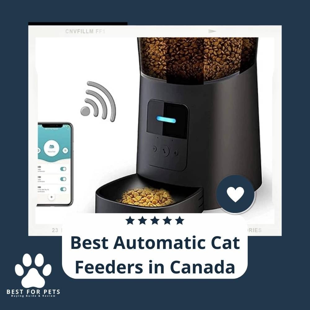LPcdfqix1-best-automatic-cat-feeders-in-canada