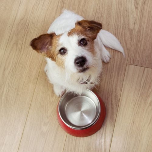 What to Look for in Dog Foods for Liver Disease