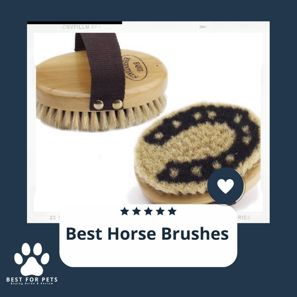 9iqzdGvJA-best-horse-brushes