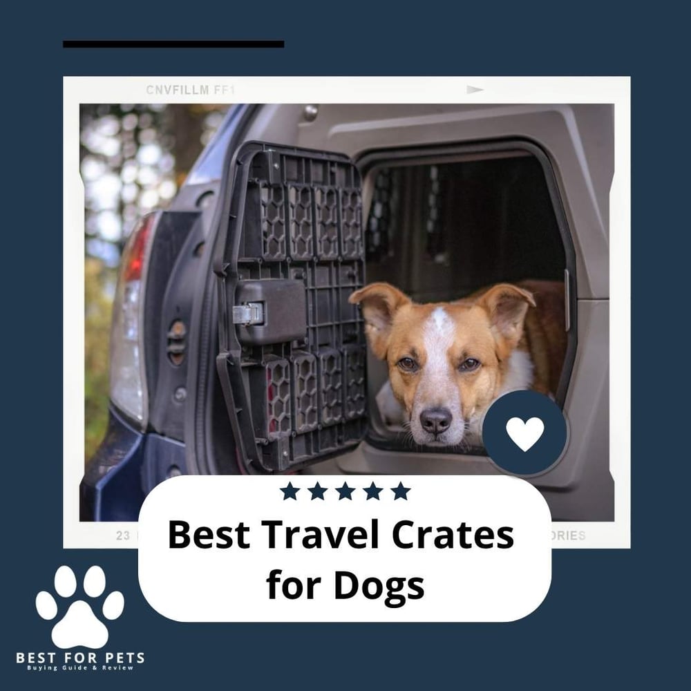 Picture of The 12 Best Travel Crates For Dogs - BestForPets.org