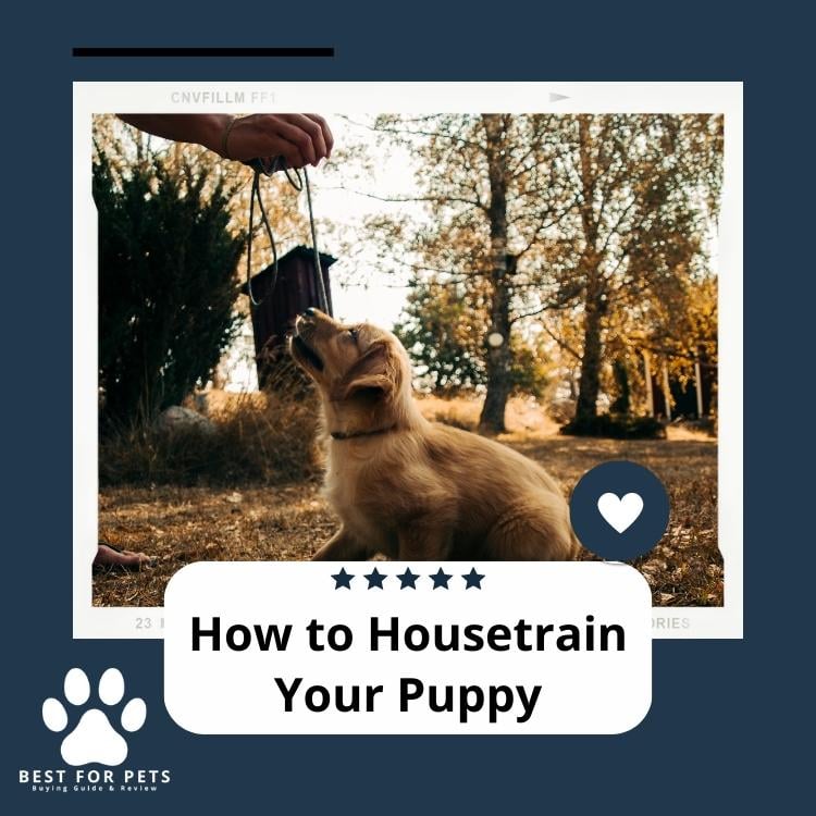 How to Housetrain Your Puppy