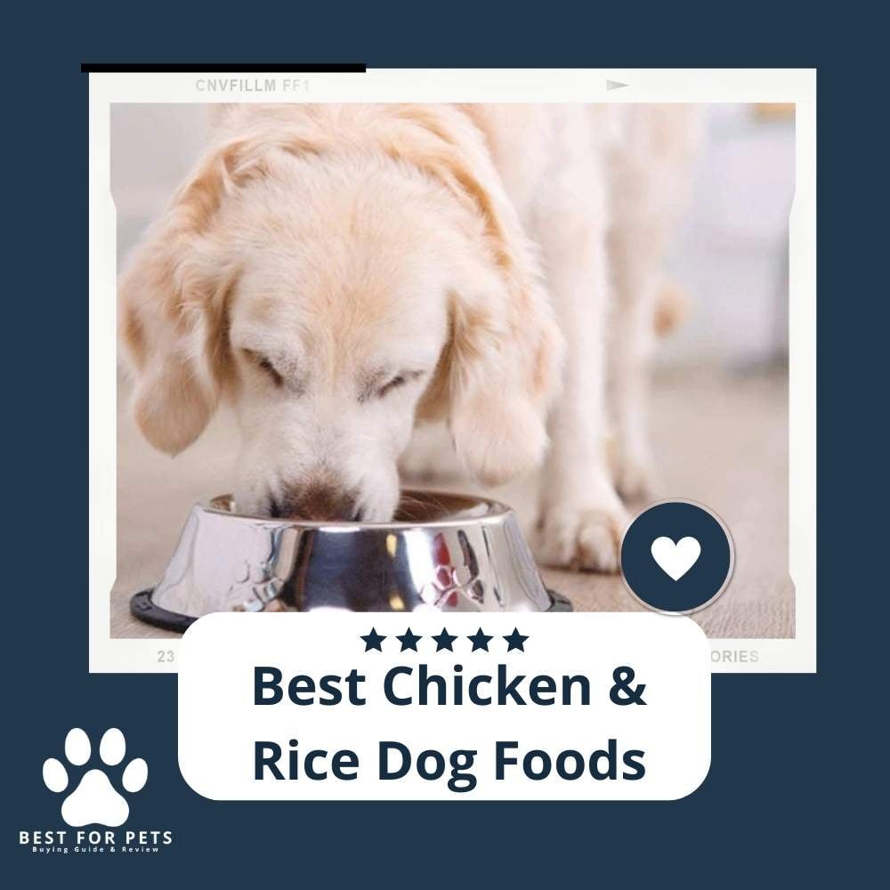 5u9p0v8XX-best-affordable-dog-foods-for-labs-1