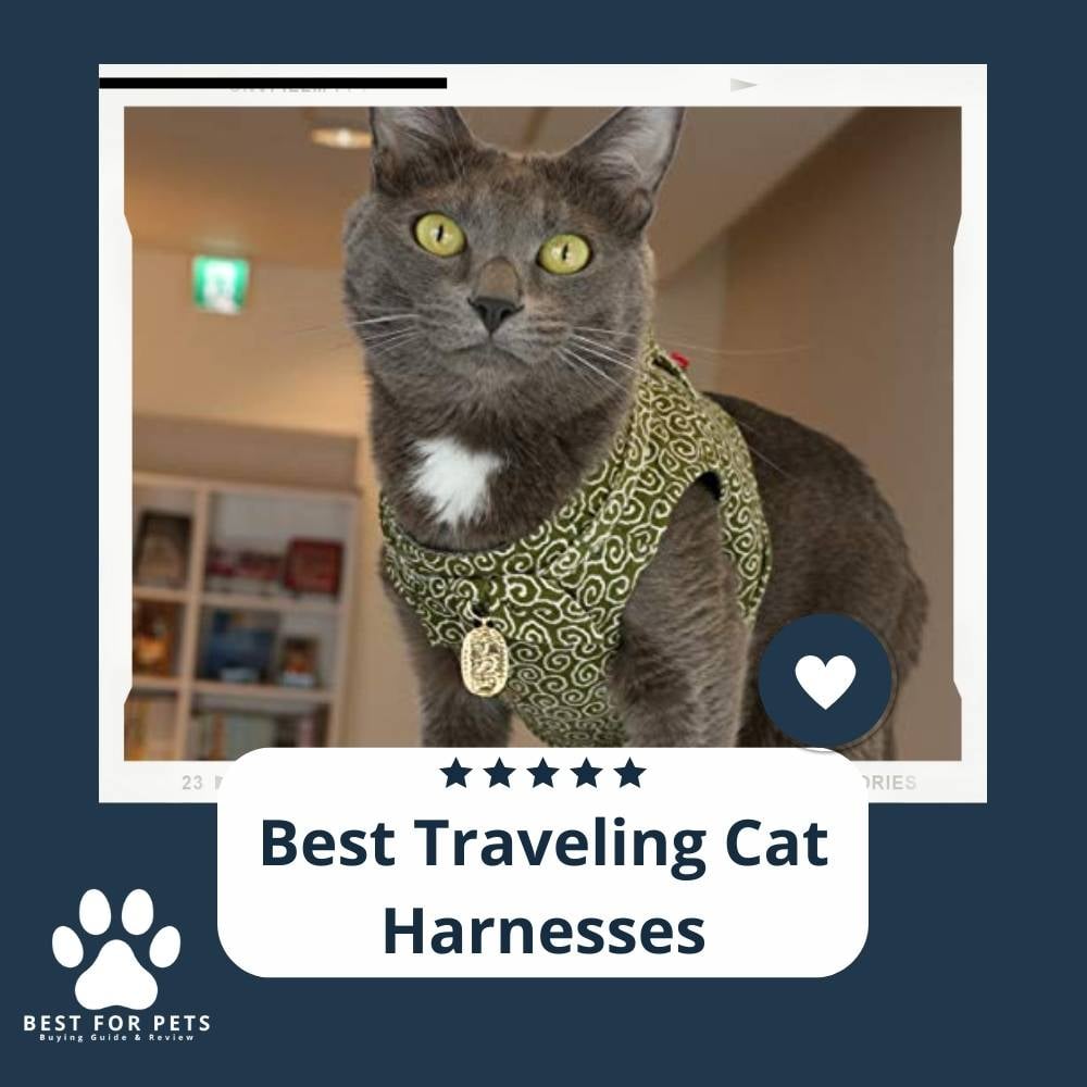 IywJDHWpE-best-traveling-cat-harnesses